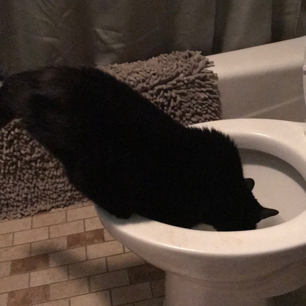 Self watering cat